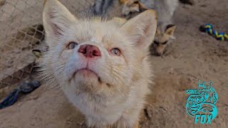 Fur farm rescues experience freedom at The Ark! by SaveAFox 32,711 views 3 weeks ago 12 minutes, 21 seconds