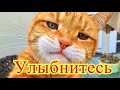 Смешное про животных|Приколы с котами| Видео про котов| Кошки|Позитив|Создай себе хорошее настроение