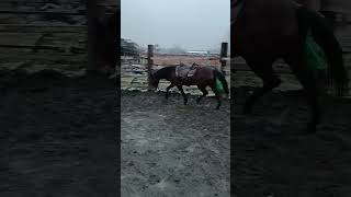 Teaching the horse not to be afraid