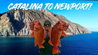 Fishing Catalina Island to Newport Beach! (Catch and Cook)