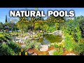 Building huge natural pools and swim ponds  no chlorine or chemicals