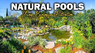 Building HUGE Natural Pools and Swim Ponds - No Chlorine or Chemicals