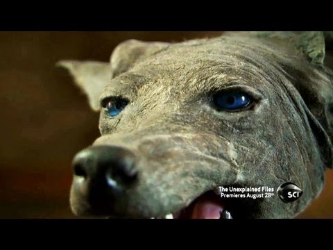 Texas Blue Dogs | The Unexplained Files