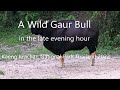 A Wild Gauer Bull in Thailand