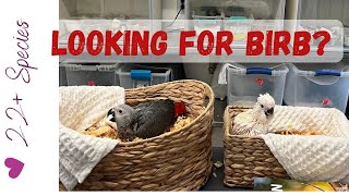 Baby Birb Visit: New Addition? | #parrot_bliss #parrot #hahnsmacaw by Parrot Bliss 280 views 12 days ago 55 seconds