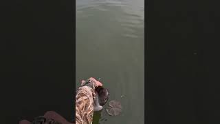 First Ever Redhead Duck Such A Beautiful Bird