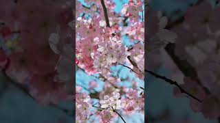 Садок Вишневий Коло Хати – Reggae Fusion (Ukrainian Version) #shorts #reggae #reggaefusion #pop #ai