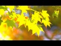 Autumn footage /  Осенний футаж 51