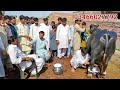 Buffalo Milk Competition 36 Kg Milk Pattoki Dood Meela 2021 ll Dairy Farming ll Livestock