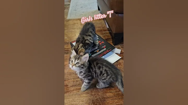 Video 11754471: siberian kitten, litter