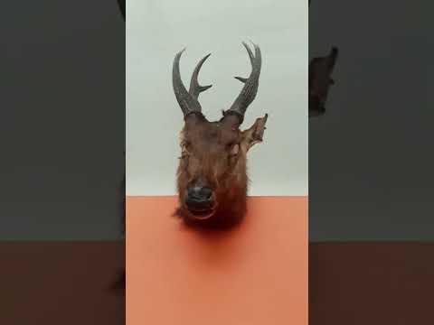 Video: Apakah rusa lebih dari satu rusa?