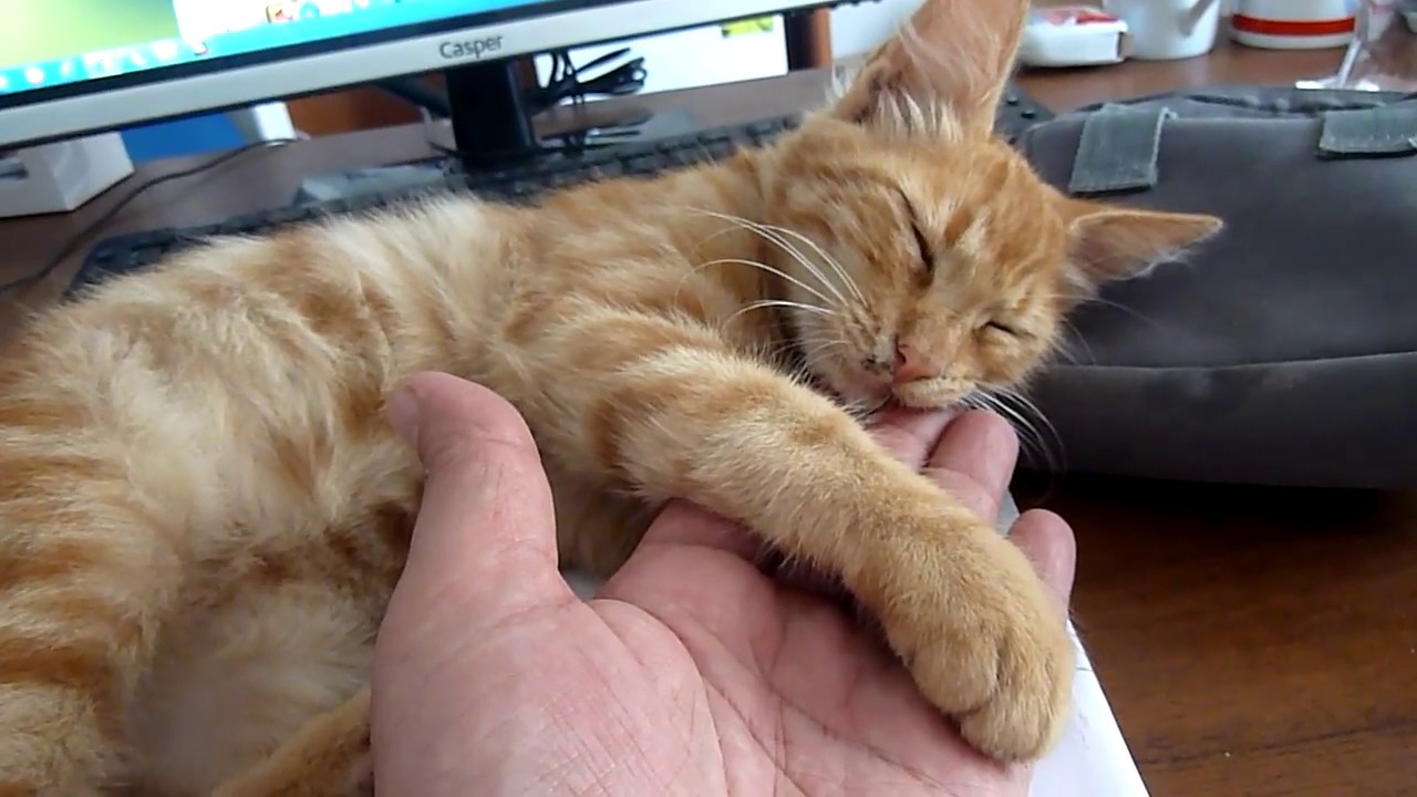 minik sarı kedi horul horul uyuyor YouTube