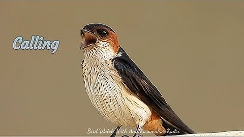 #Red_rumped_Swallow #Cecropisdaurica Calling