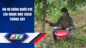 Quảng Ngãi:  Đôi vợ chồng người H’rê lên mạng học cách trồng cây | PTQ