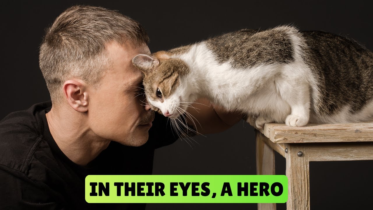 7 Signs Your Cat Thinks You’re Their Hero (According to a Trainer)