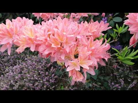 Video: Rhododendron Nrog Scorched nplooj - Dab tsi ua rau Crispy Rhododendron Nplooj