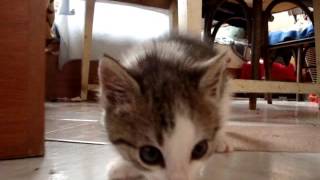 танец котенка танец котенка
