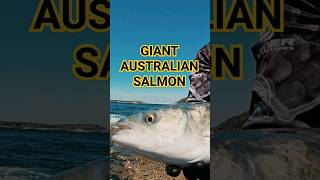 Giant Australian Salmon Kahwai 