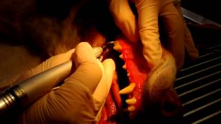 Animed Dog Dental cleaning