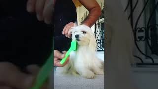 Maltese Teri̇er Asmr