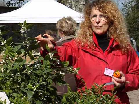 Vidéo: Traitement de la pourriture brune des agrumes - Comment gérer la pourriture brune des agrumes