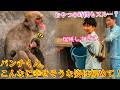 パンチくん🐵 こんなに幸せそうな姿は初めて！ママに何時間も抱っこされて爆睡中！パパたちとの大切なおやつの時間も完全に忘れちゃったみたいです（笑）🤣#パンチくん