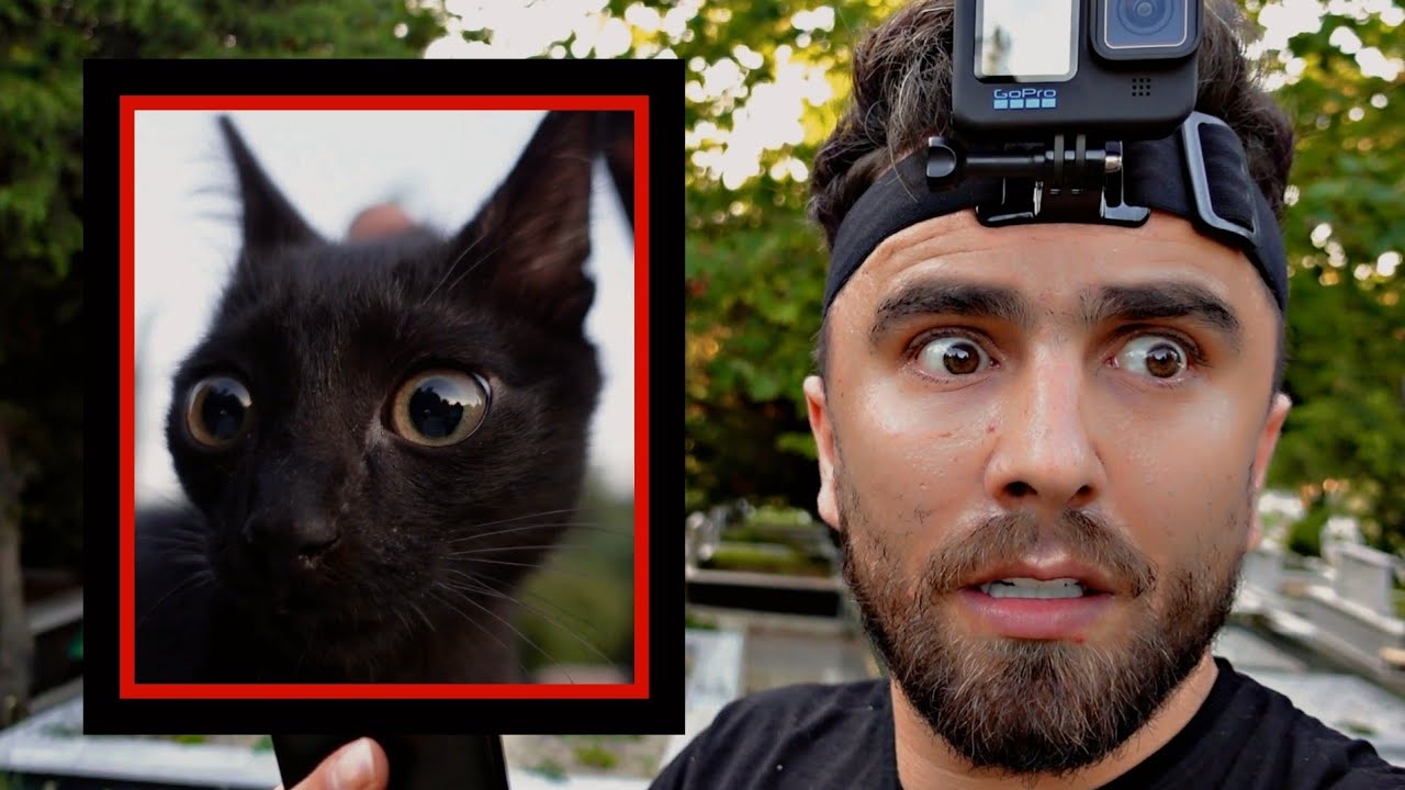 سلمت قطة سوداء للساحرة مقابل الخاتم