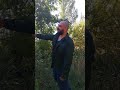 Борзая самооборона от диких зверей в лесу