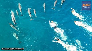 33 swimmers accused of &quot;aggressively pursuing&quot; a dolphin pod on Hawaiʻi Island