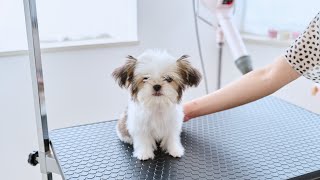 The puppy is absolutely adorable! It keeps wagging its tail even during the grooming session.