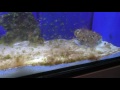 Морской аквариум - Второй шаг - диатомовые водоросли