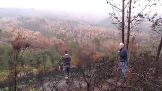 Acolchado para proteger los suelos calcinados | La Voz de Galicia