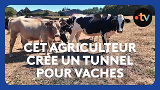 Insolite : un agriculteur invente un tunnel pour ses vaches