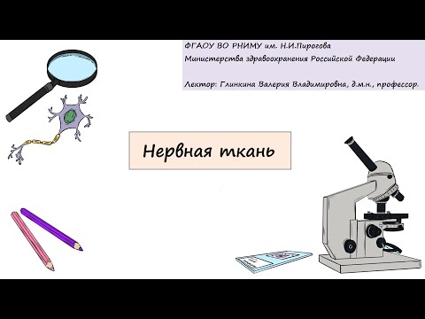 видео: Гистология. Глинкина В.В. РНИМУ им Н.И.Пирогова (12 тема)