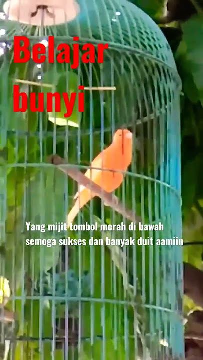 suara dasar burung kenari merlok