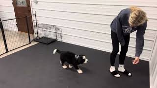 Archie - Transitional training showcase video