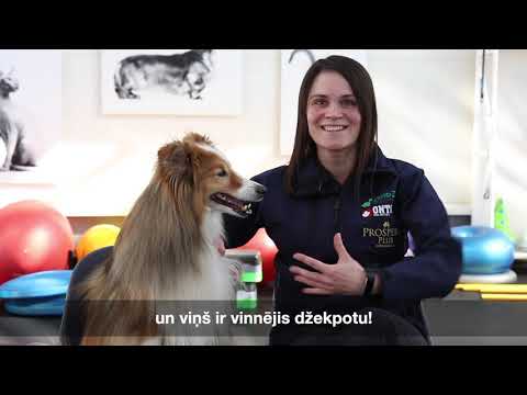 Video: Kā Apmācīt Suni Rakstīt