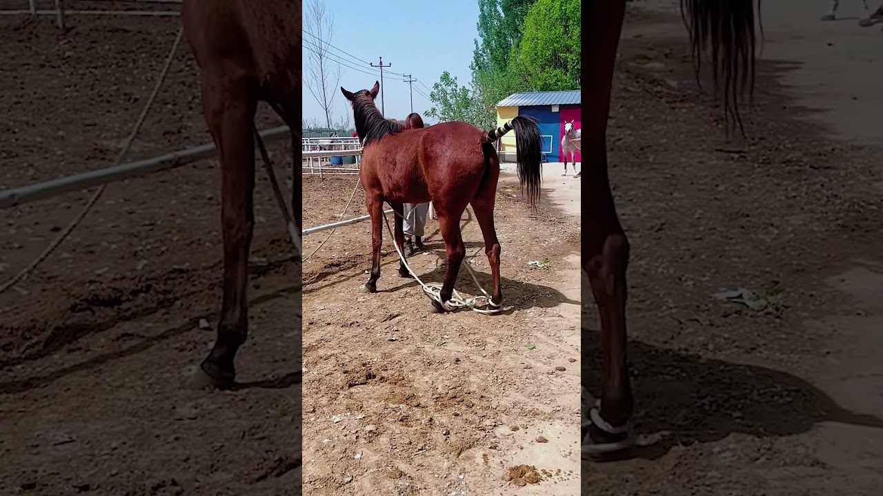 This is the hard work behind daily horse care