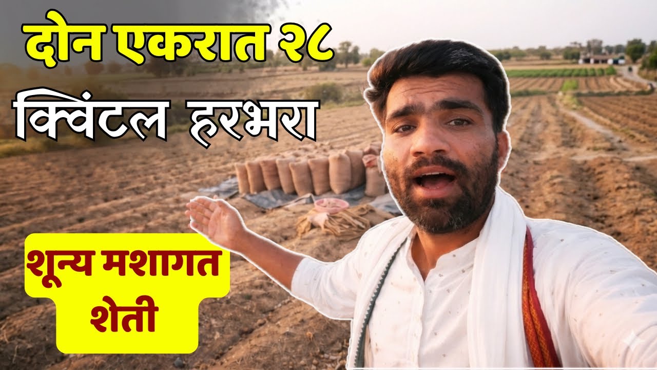 शून्य मशागत शेतीत हरभऱ्याचा रेकॉर्ड ब्रेक उत्पादन! 2 एकरात 28 क्विंटल | Aniket Chambhare |Twf