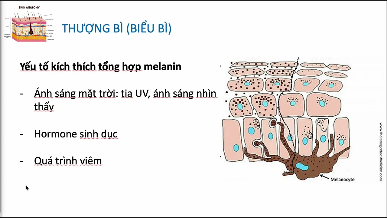 Outline Video k14 anatomy