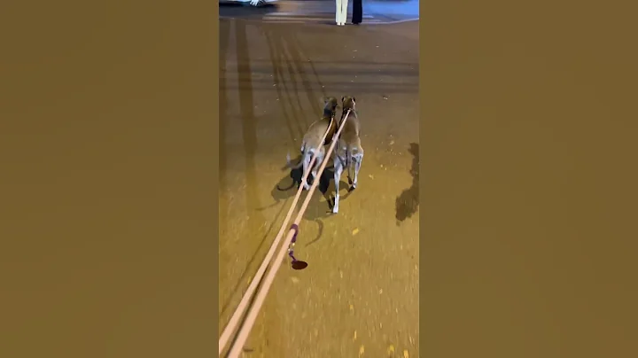 WHIPPETS 🤩 #shorts #dogs #dog #puppy #greyhound #whippet