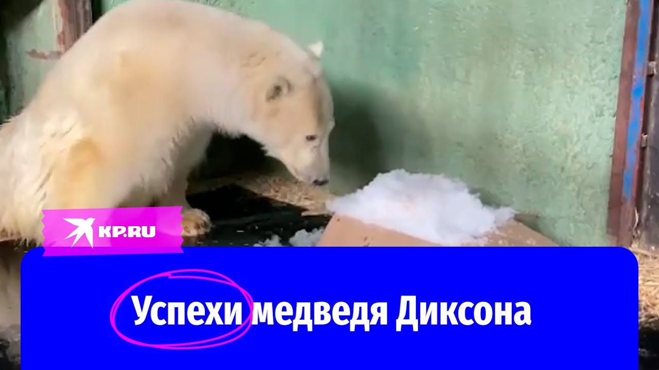Успехи Диксона: в Московском зоопарке показали как тренируют медведя