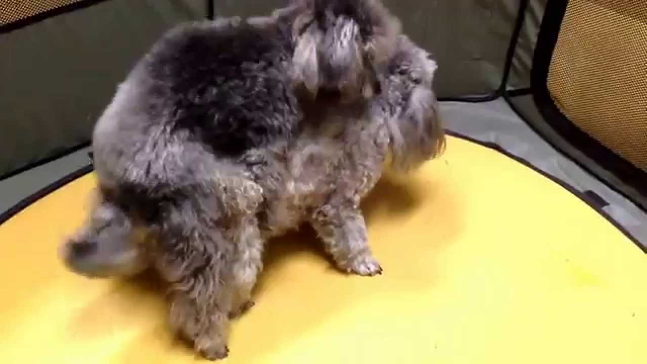 福島 飼い犬 トイプードル 虐待か 動画拡散で警察が捜査 踏みつけ壁にたたきつける様子も 飼い主 しつけの一環 Youtube動画 8本 画像 25枚