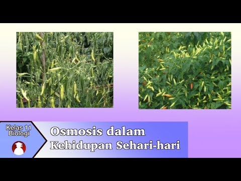 Video: Bagaimanakah osmosis digunakan dalam kehidupan seharian?