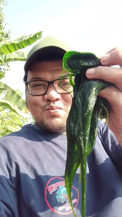 Natural Green Moss Bait – Perfect for Monster Tilapia! 🌿🐟🎣 #fishing