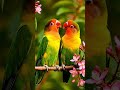 love birds video. pidichi iruntha like pannunga.