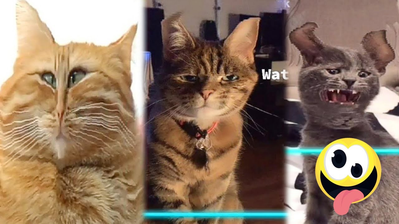 Best Funny Cat and Dog Fails #4 | Try Not To Laugh 2025