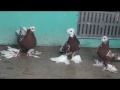 Среднеазиатские голуби в Америке С.Пиксаева Весна 2017  .