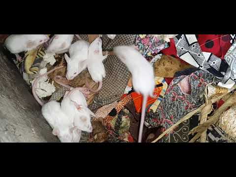 Video ???? chuột bạch quá nhiều mà không đủ rắn ăn sđt... - youtube