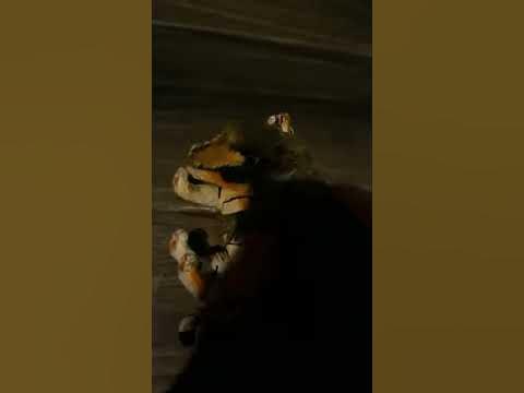 Saltwater Crocodile vs Siberian Tiger - YouTube